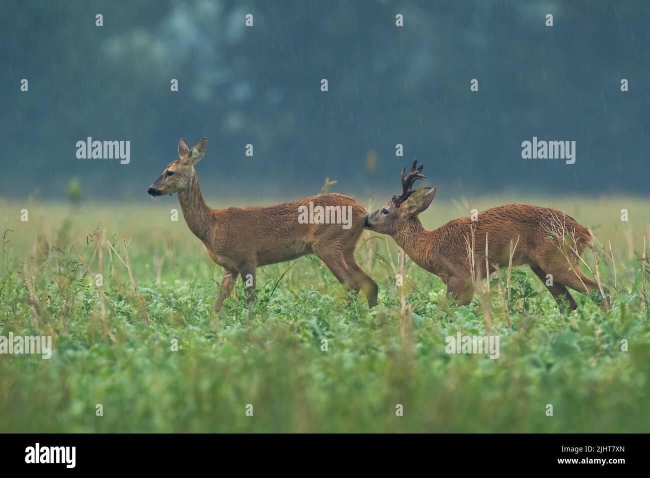 Roe deer sniffing female in rain in rutting season Stock Photo