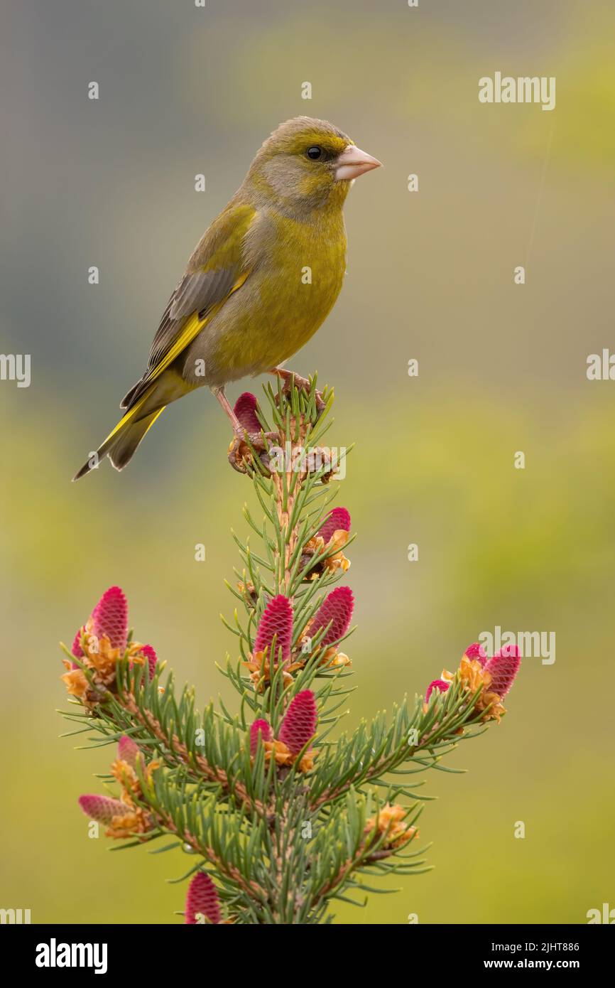 European greenfinch looking on spruce in springtime Stock Photo