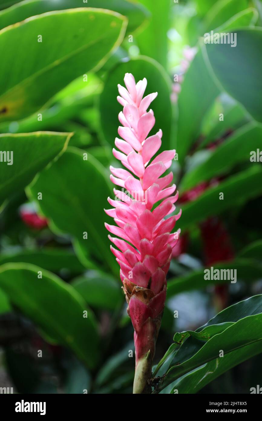 Close up of a flowering pink Hawaiian Ginger Plant, Alpinia purpurata, surrounded by green foliage in Kauai, Hawaii, USA Stock Photo