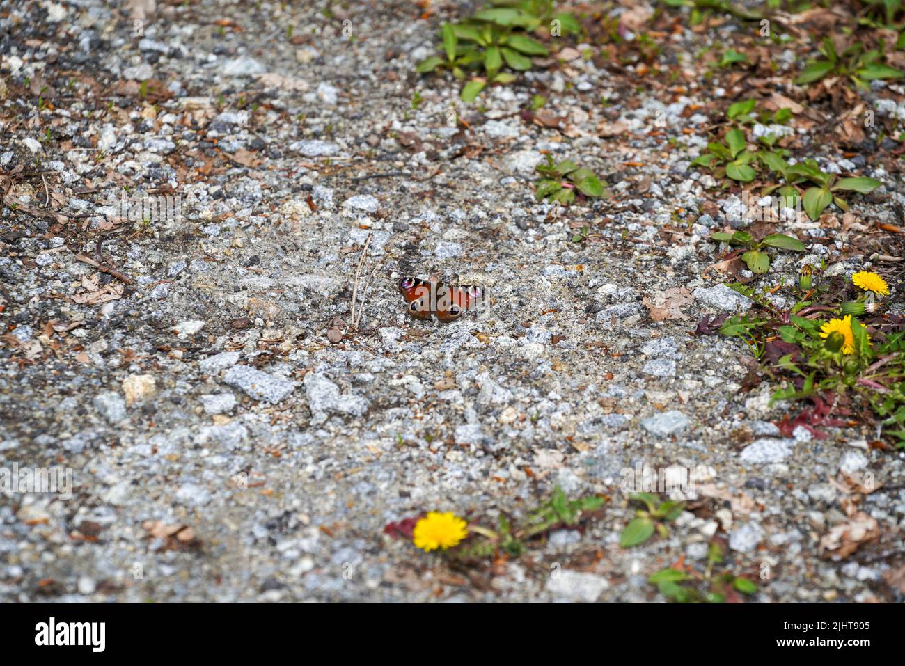 A peacock butterfly resting on the ground Stock Photo - Alamy