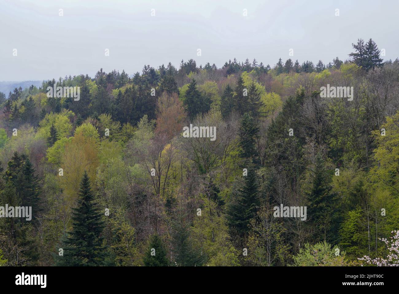 The dense trees in the forest under a cloudy sky Stock Photo - Alamy