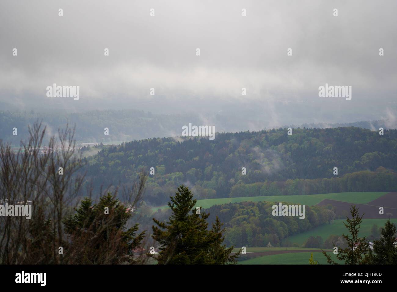 The dense trees in the forest under a cloudy sky Stock Photo - Alamy