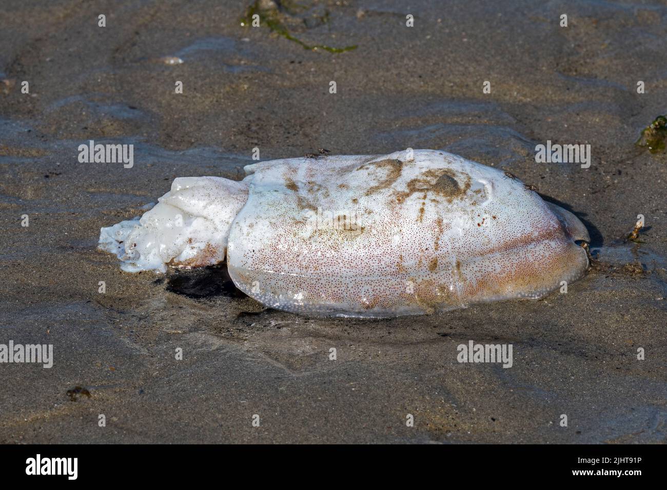 Dead European common cuttlefish (Sepia officinalis) washed ashore on sandy beach along the North Sea coast Stock Photo