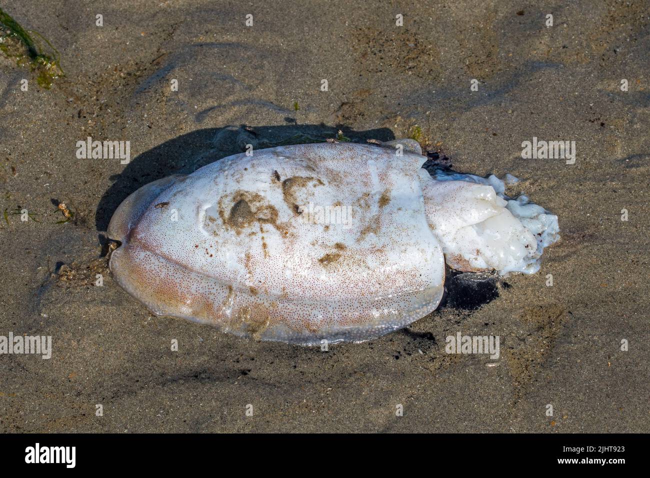 Dead European common cuttlefish (Sepia officinalis) washed ashore on sandy beach along the North Sea coast Stock Photo