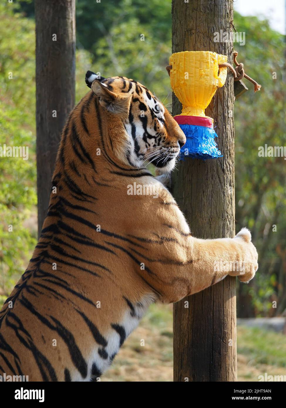 Whipsnade, Bedfordshire, UK 20th July 2022. Amur Tiger brothers, Makari & Czar earn their stripes as Animal Champions at ZSL Whipsnade Zoo. Keepers have hidden 3D trophies packed with tasty treats around their enclosure. The tigers stalk and pounce on thier trophies. Bhandol/Alamy Live News Stock Photo