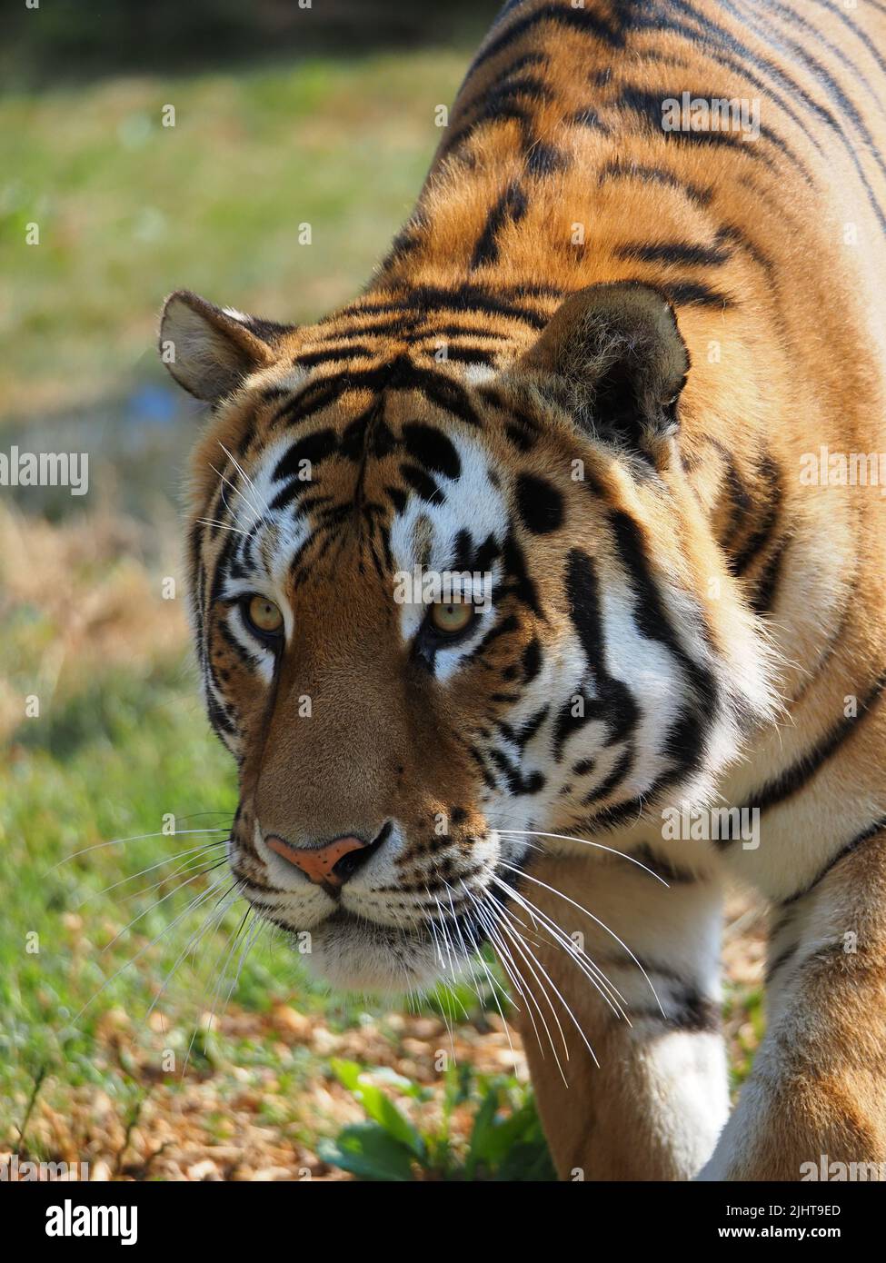 Whipsnade, Bedfordshire, UK 20th July 2022. Amur Tiger brothers, Makari & Czar earn their stripes as Animal Champions at ZSL Whipsnade Zoo. Keepers have hidden 3D trophies packed with tasty treats around their enclosure. The tigers stalk and pounce on thier trophies. Bhandol/Alamy Live News Stock Photo