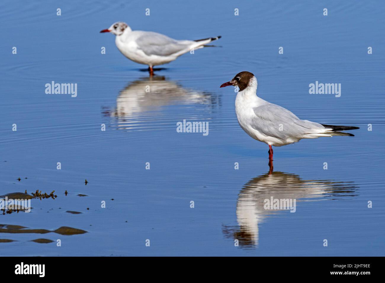 Two black-headed gulls (Chroicocephalus ridibundus), adult gull and juvenile in second summer plumage on sandy beach along the North Sea coast in July Stock Photo