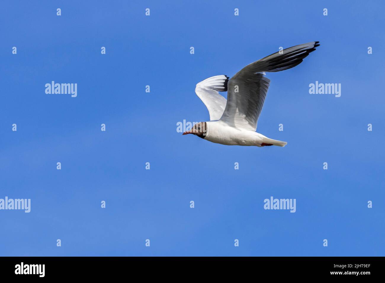 Black-headed gull (Chroicocephalus ridibundus / Larus ridibundus) adult in flight against blue sky in summer Stock Photo