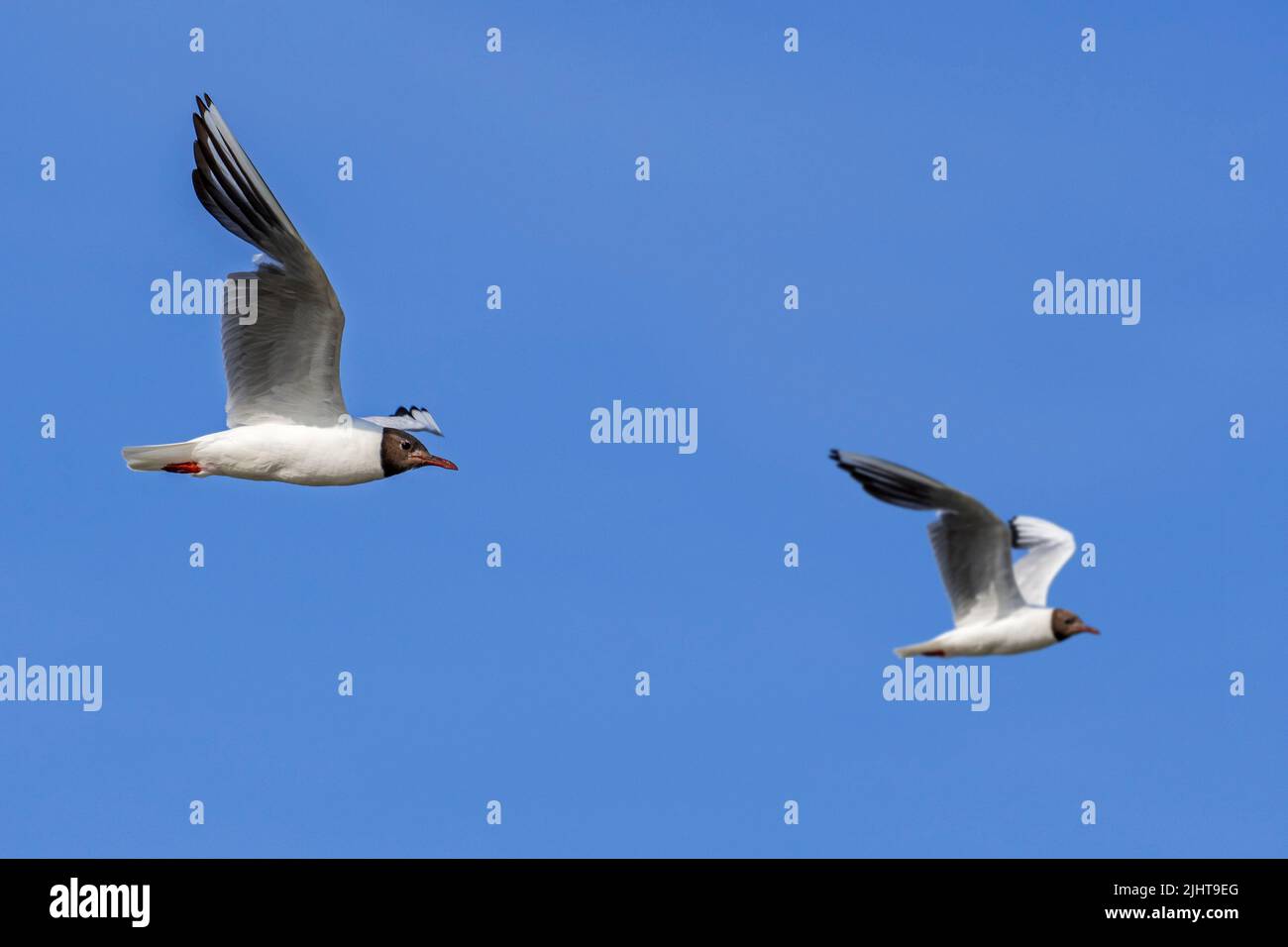 Two adult black-headed gulls (Chroicocephalus ridibundus / Larus ridibundus) flying against blue sky in summer Stock Photo