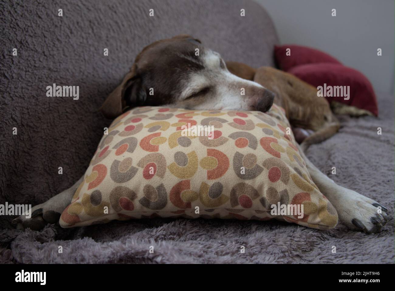 Elderly german pointer sleeping on the couch with it's head on the pillow Stock Photo