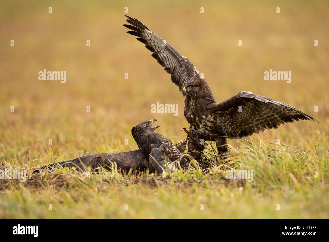 Pair of common buzzard, buteo buteo, in battle in grassland in autumn. Two feathered animals fighting on field in fall. Birds of prey in motion on mea Stock Photo