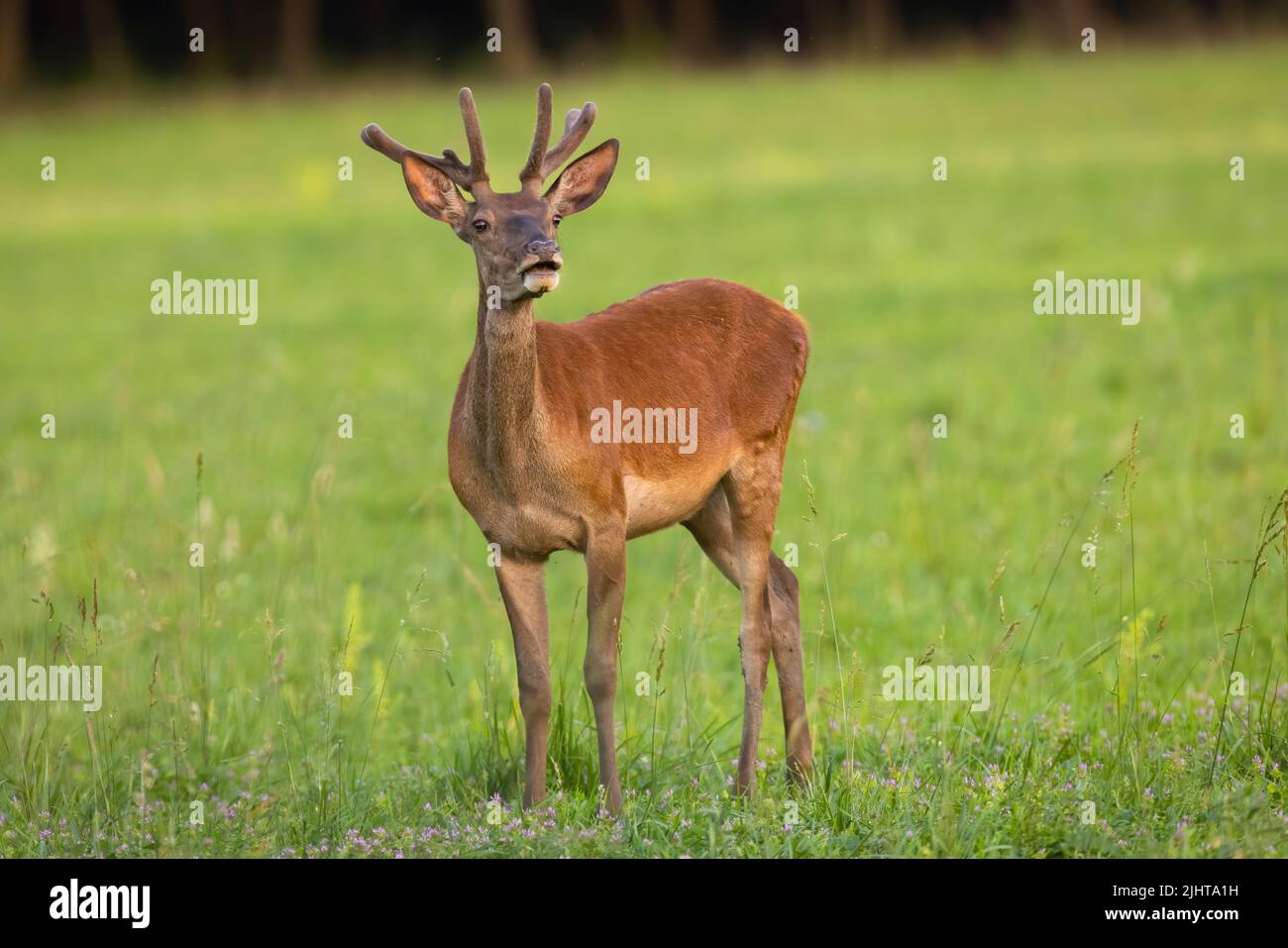 Red deer, cervus elaphus, with velvet antlers standing on grassland. Brown stag grazing on meadow in summertime. Male mammal looking on green field in Stock Photo