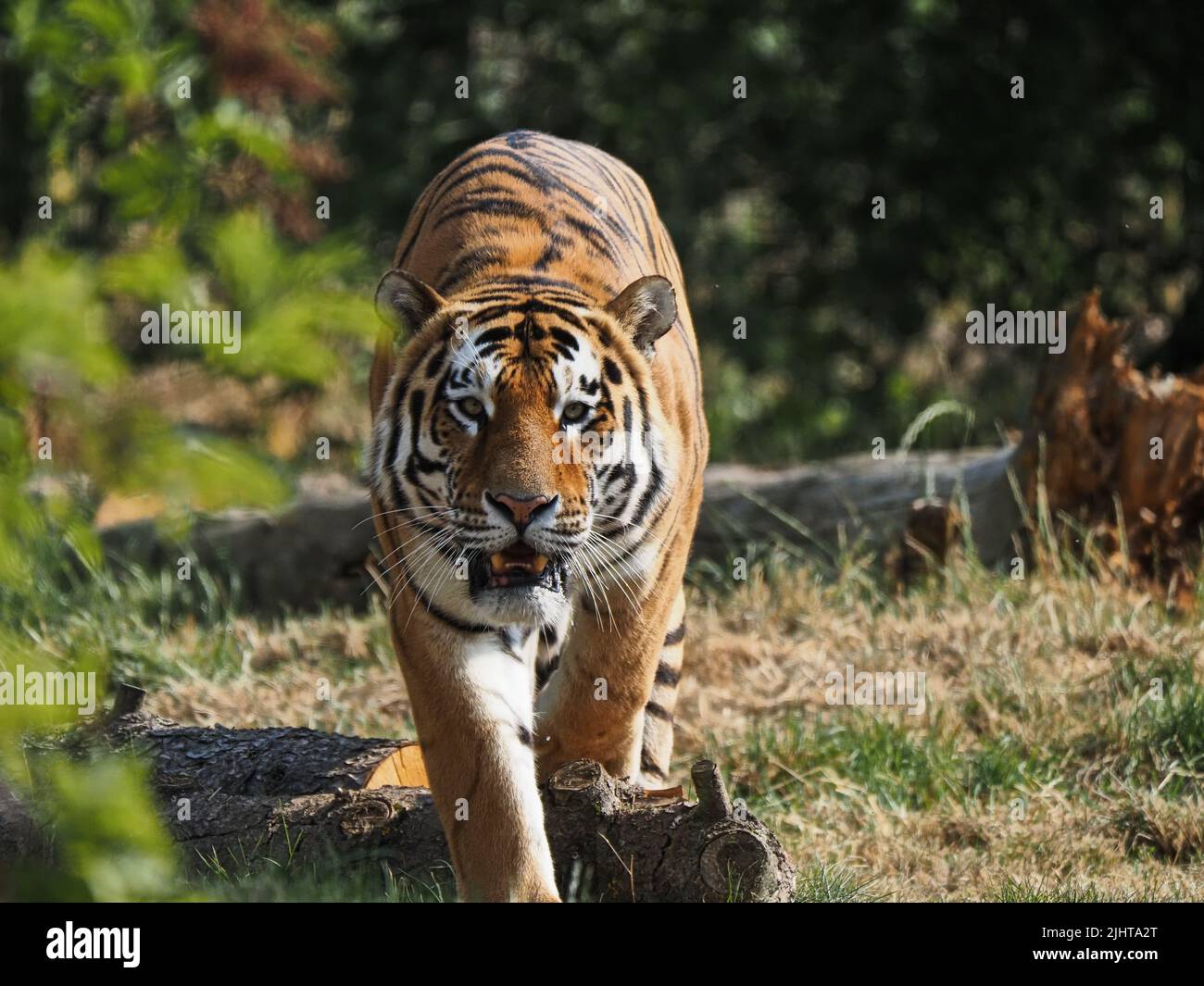 Whipsnade, Bedfordshire, UK 20th July 2022. Amur Tiger brothers, Makari & Czar earn their stripes as Animal Champions at ZSL Whipsnade Zoo. Keepers have hidden 3D trophies packed with tasty treats around Whipsnade, Bedfordshire, UK 20th July 2022. Amur Tiger brothers, Makari & Czar earn their stripes as Animal Champions at ZSL Whipsnade Zoo. Keepers have hidden 3D trophies packed with tasty treats around