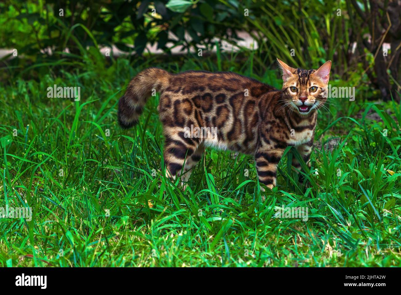 Beautiful young bengal cat in the garden Stock Photo