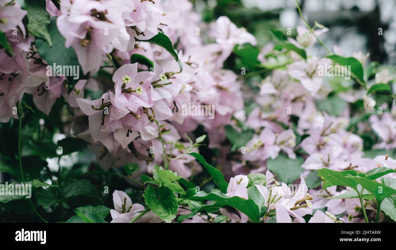 A bush of pink flowers Stock Photo - Alamy