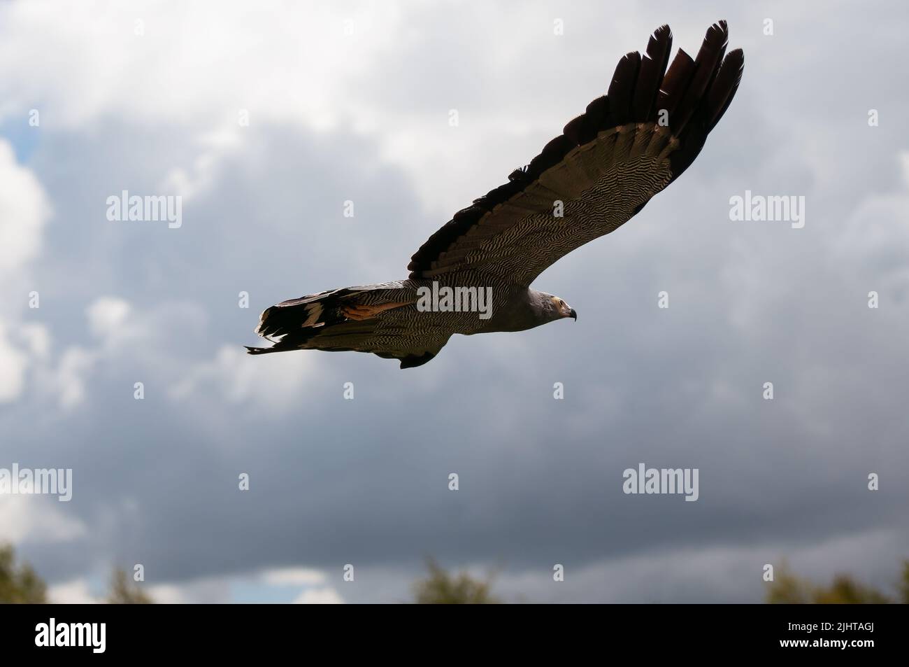 Flying african harrier hawk hi-res stock photography and images - Alamy