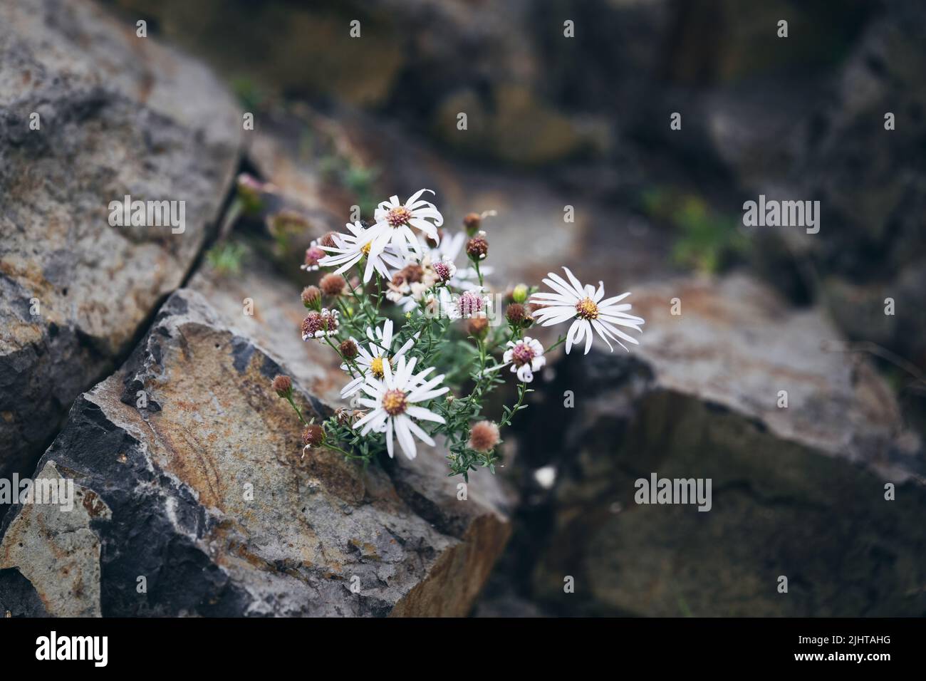 The high-angle view of the Calico aster flower plant growing through the rocks Stock Photo