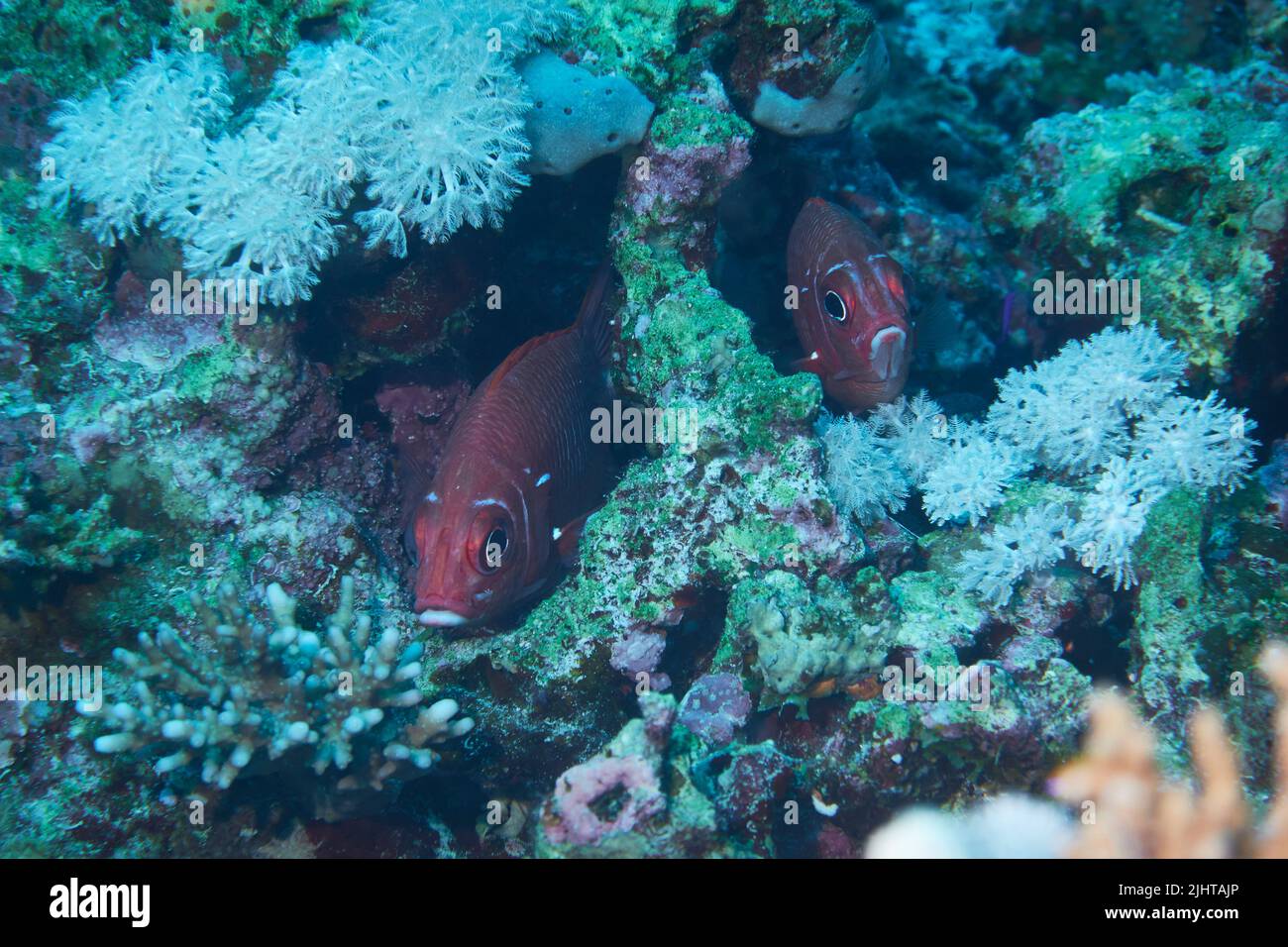A closeup of cute Soldierfish hiding inside a coral Stock Photo