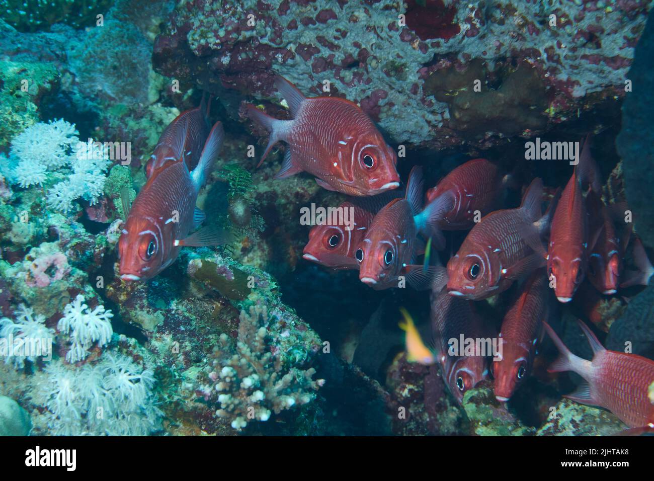 A closeup of a group of Soldierfish hiding next to a coral Stock Photo