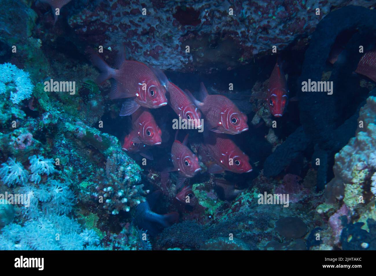 A closeup o a group of Soldierfish hiding in a coral Stock Photo