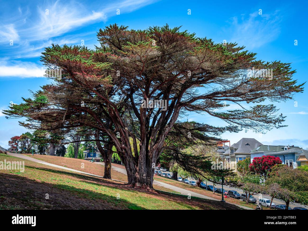 San Francisco, CA, USA - July 17 2015: Monterey Cypresses in Alamo Square Park with Victorian houses in the background. Stock Photo