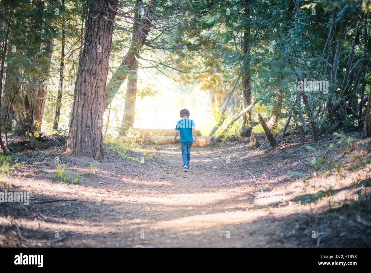 Boys Trail Short Rainforest main image 0