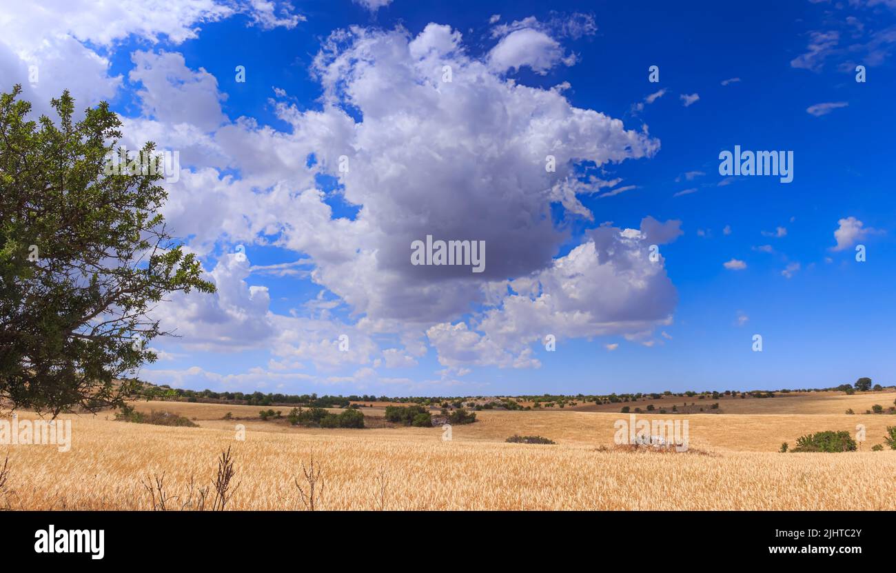 Golden wheat field and blue sky with clouds. Alta Murgia National Park: hilly landscape with field of cereal in Apulia, Italy. Stock Photo