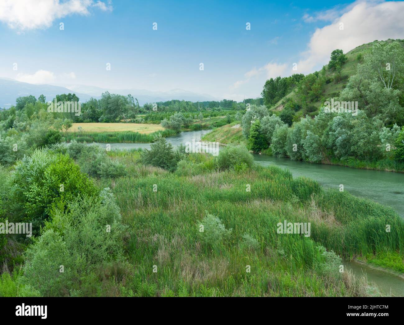 Riverbed in spring. Green plants and trees in the river. Clean flowing
