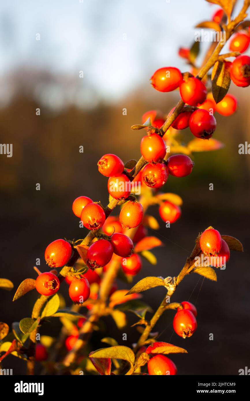 orange berries and leaves of Cotoneaster species in the rose family, Rosaceae isolated on a natural woodland setting Stock Photo