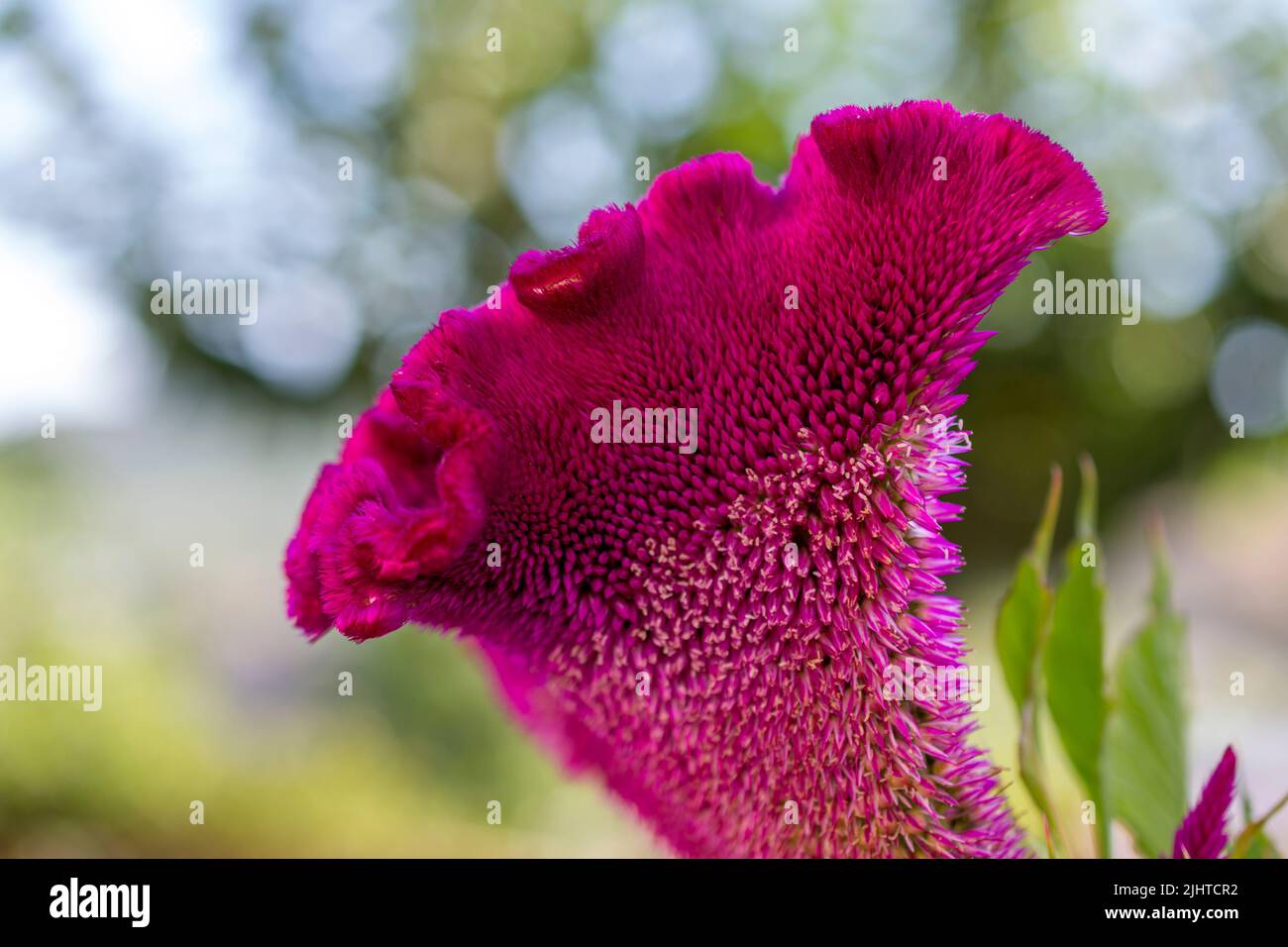 Celosia argentea, commonly known as the plumed cockscomb or silver cock's comb, is a herbaceous plant of tropical origin, and is known for its very br Stock Photo