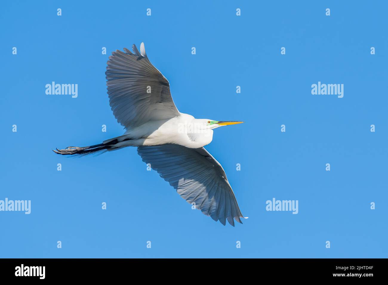 Great egret (Ardea alba), flying, E North America, by Dominique Braud/Dembinsky Photo Assoc Stock Photo