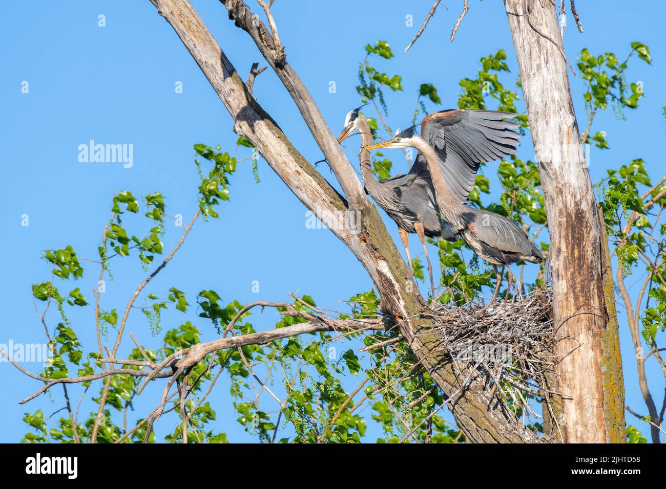 Great Blue Heron rookery, (Ardea herodius), nests, nesting, Spring, E North America, by Dominique Braud/Dembinsky Photo Assoc Stock Photo