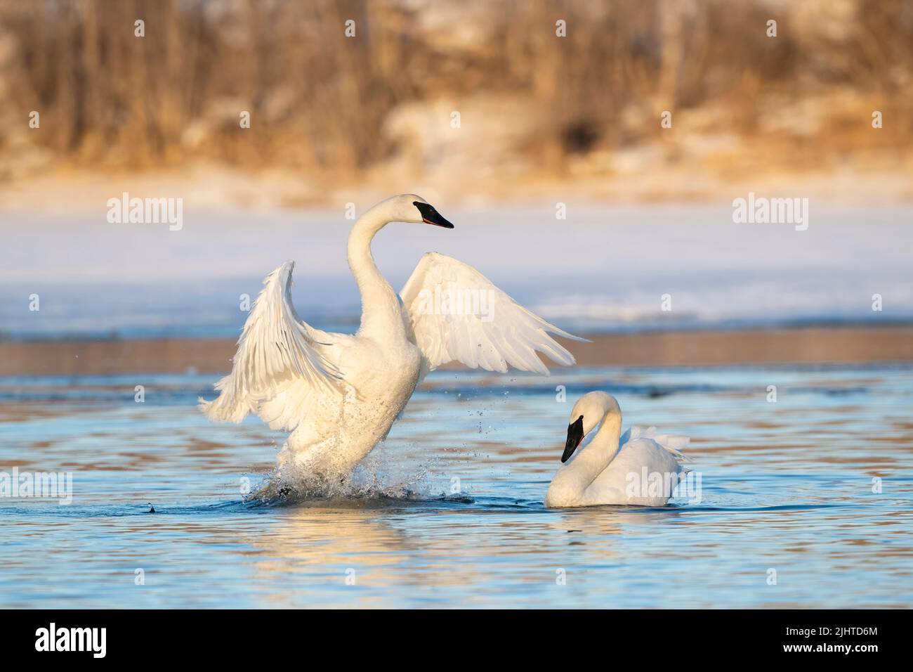 Trumpeter Swans along St Croix River, Winter, WI, USA, by Dominique Braud/Dembinsky Photo Assoc Stock Photo