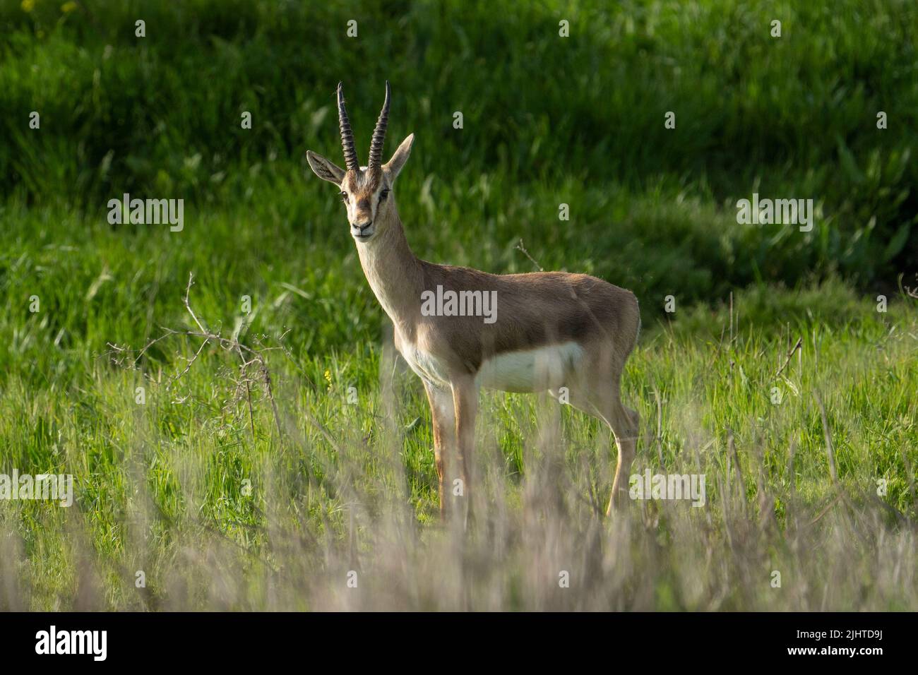 Gazelle standing hi-res stock photography and images - Alamy