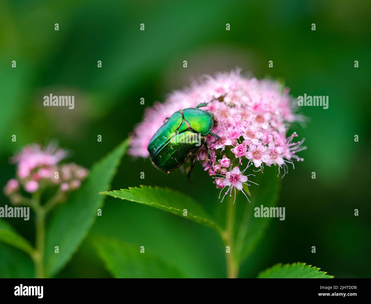 A Green Rose Chafer on a pink Spiraea japonica flower in nature Stock Photo