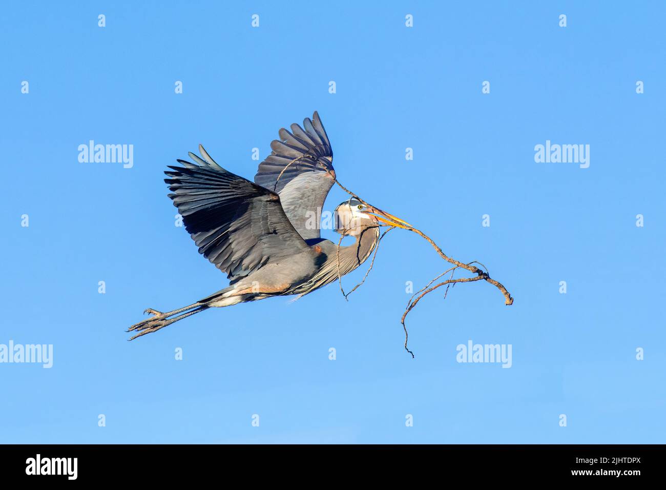 Great Blue Heron, flying, carrying nesting material to nest, E North America, by Dominique Braud/Dembinsky Photo Assoc Stock Photo