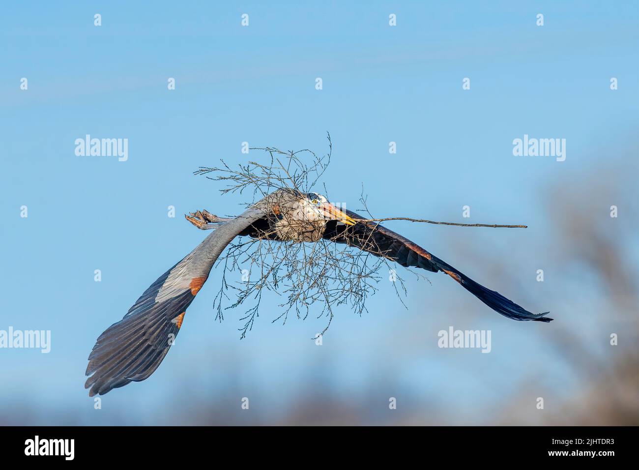 Great Blue Heron, flying, carrying nesting material to nest, E North America, by Dominique Braud/Dembinsky Photo Assoc Stock Photo