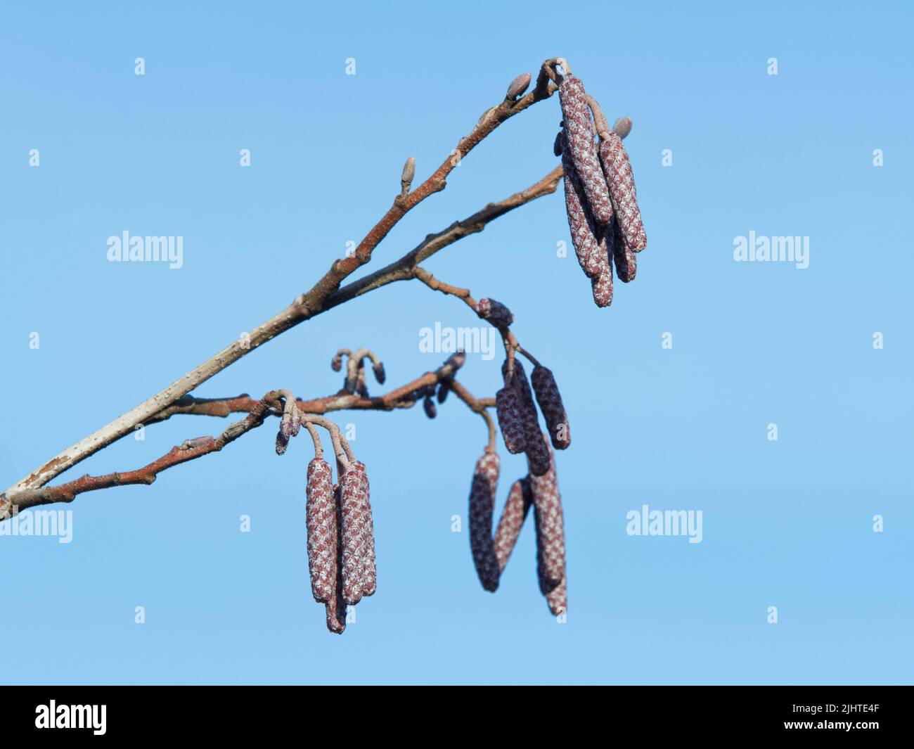 Common alder (Alnus glutinosa) male and female catkins developing on a riverbank tree, Wiltshire, UK, January. Stock Photo