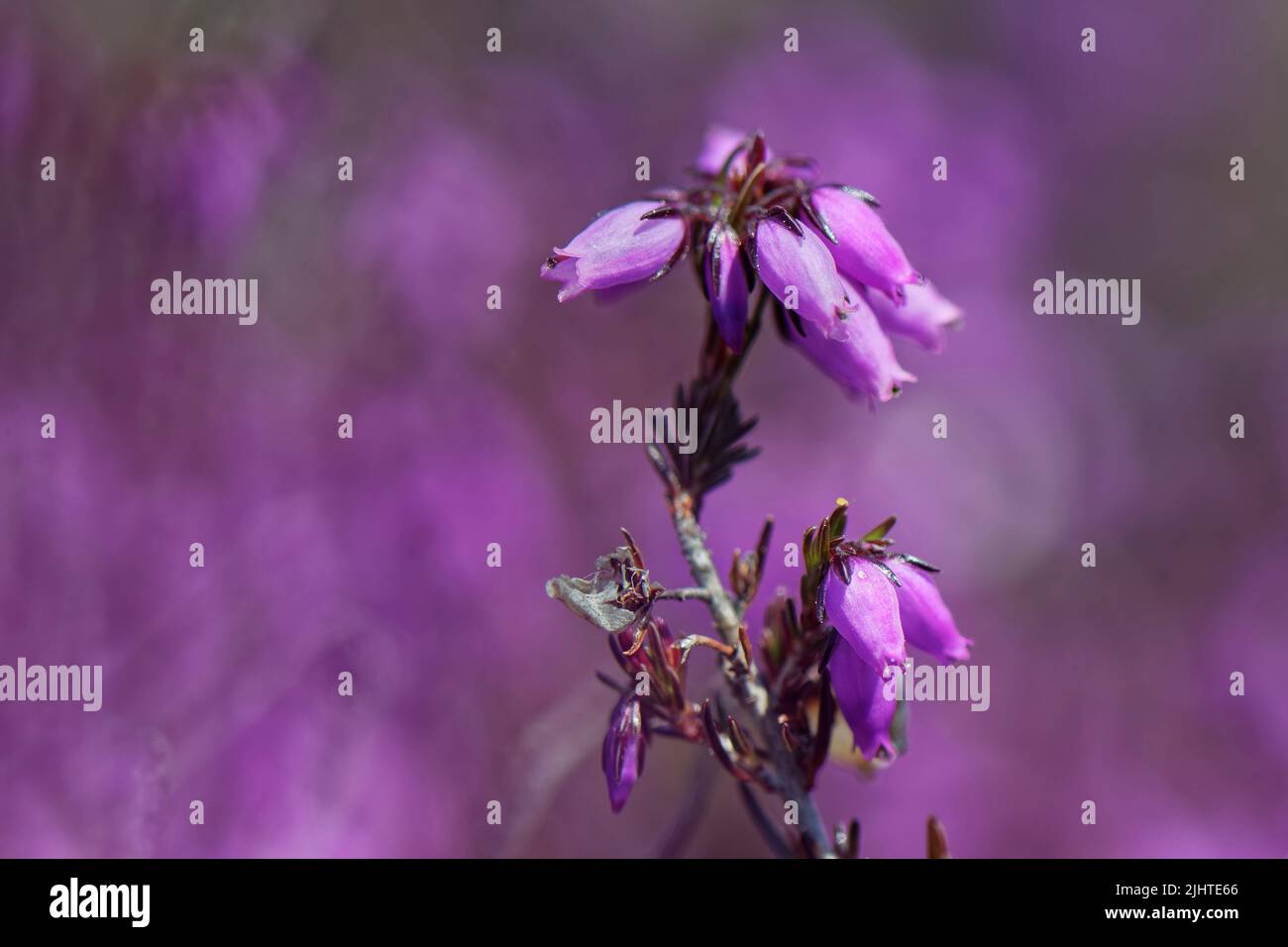 Bell heather (Erica cinerea) flowering, Dorset heathland, UK, June. Stock Photo