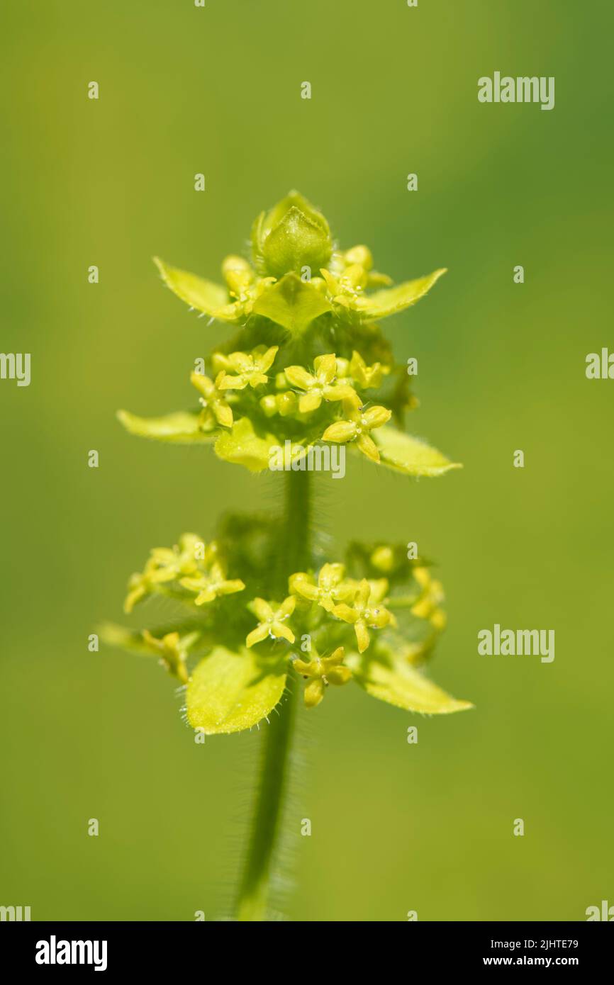 Crosswort (Cruciata laevipes = Galium cruciata) flowering on a chalk grassland slope, Murhill Bank Nature Reserve, Wiltshire, UK, June. Stock Photo