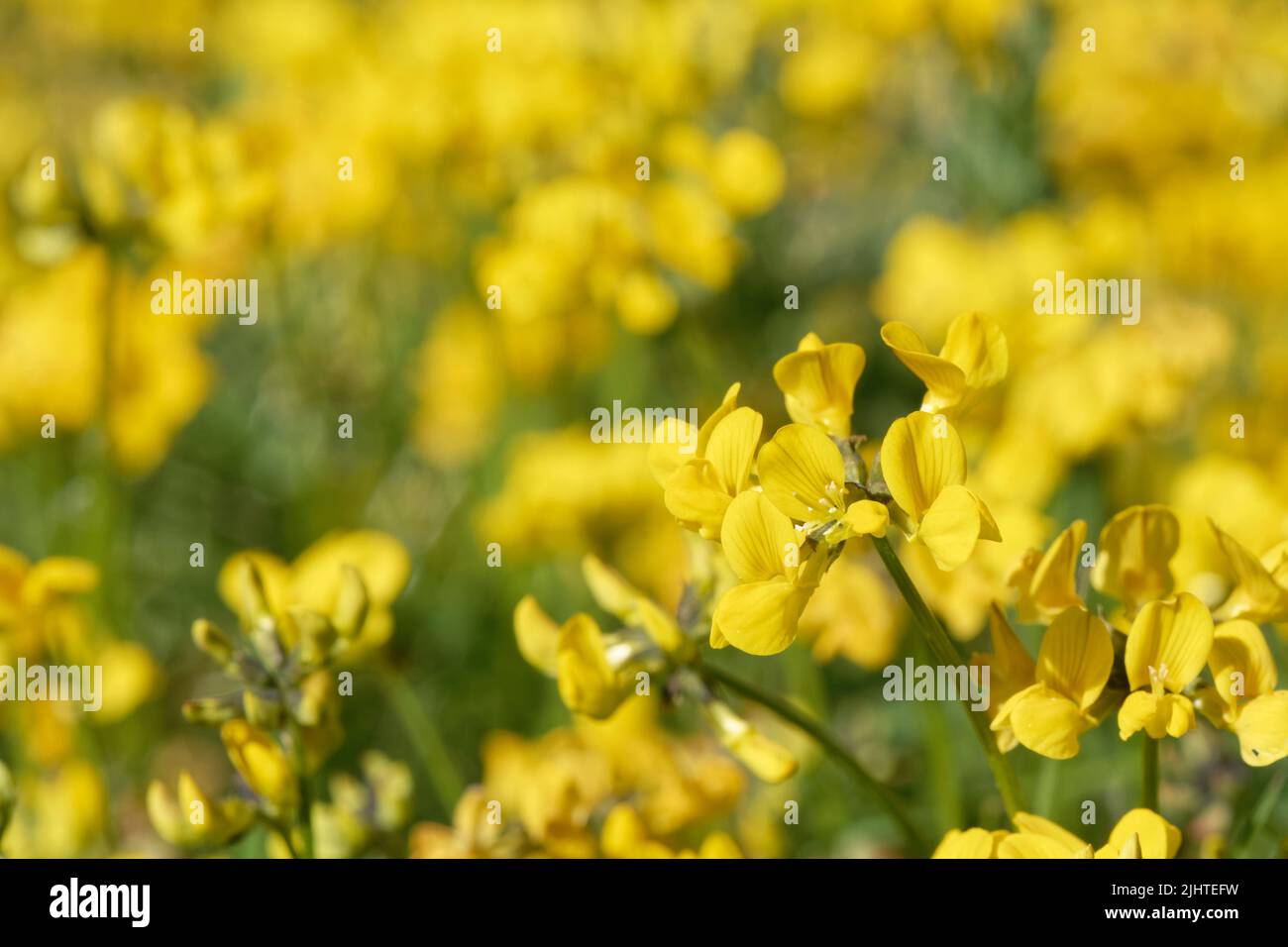 Horseshoe vetch (Hippocrepis comosa) flowering in a dense carpet in a chalk grassland meadow, Wiltshire, UK, June. Stock Photo