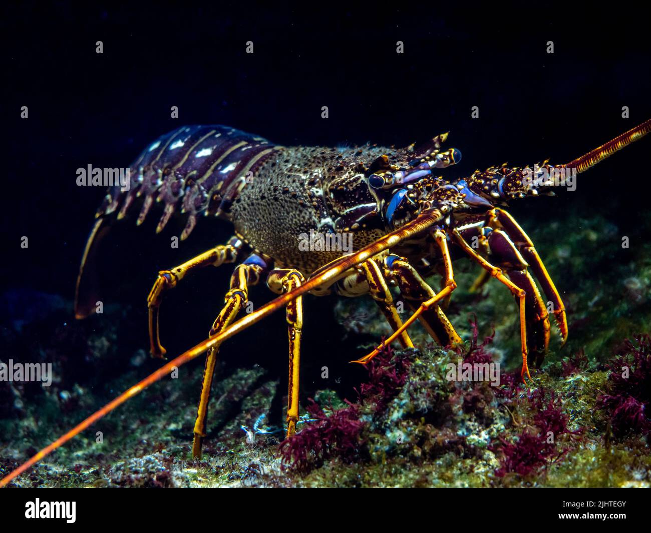 Crawfish Painted Crayfish (Panulirus versicolor) at the bottom of the ...