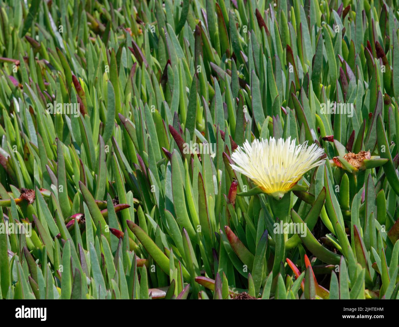Hottentot fig / Ice plant (Carpobrotus edulis) yellow form, flowering on a clifftop at Lizard Point, Cornwall, UK, June. Stock Photo