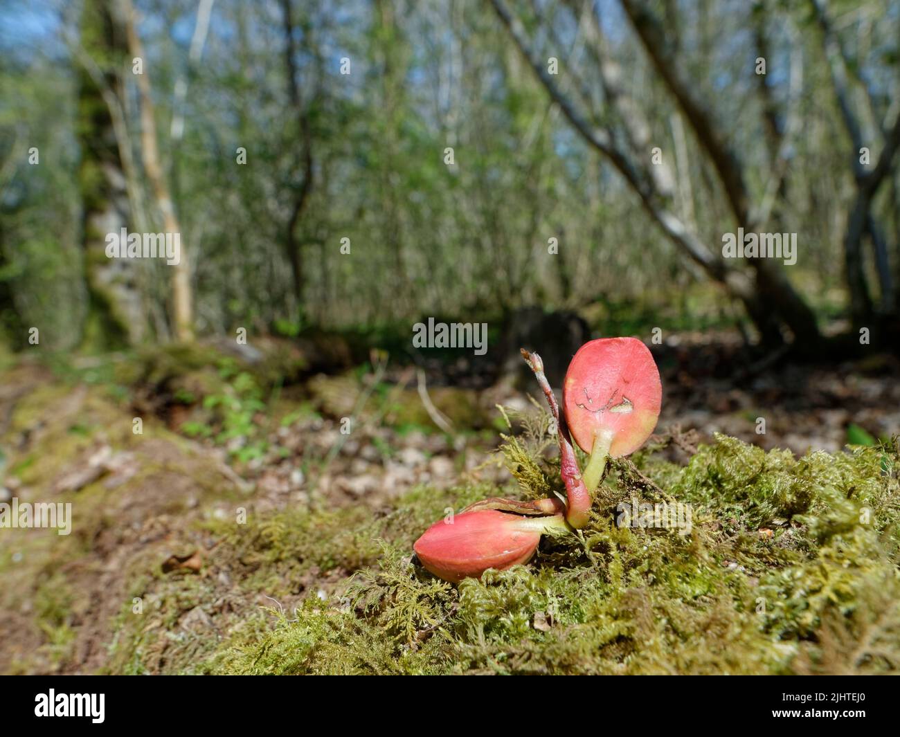 Pedunculate / English oak (Quercus robur) seedling growing from an acorn with red cotyledons visible, GWT Lower Woods reserve, Gloucestershire, UK Stock Photo