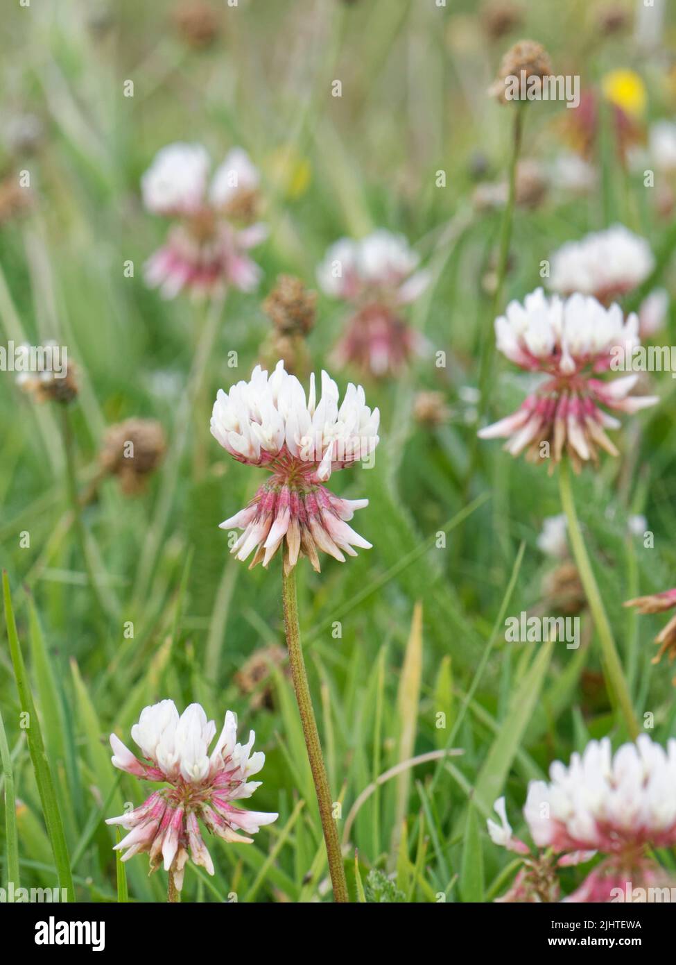 Western clover (Trifolium occidentale) clump flowering on clifftop grassland, a rare species of southwestern coasts in the UK, The Lizard, Cornwall. Stock Photo