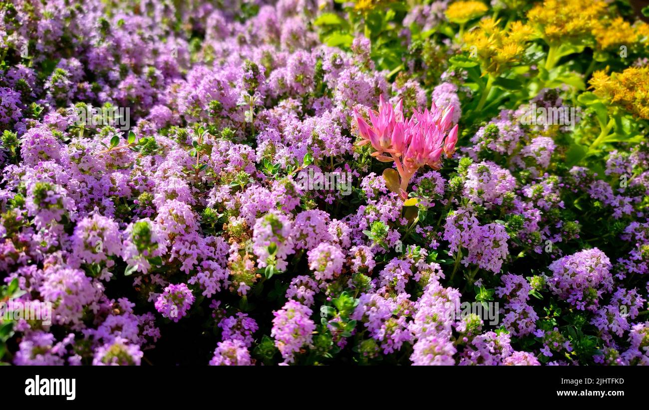 Close up of the flowers of the ground cover plants in the garden Stock Photo