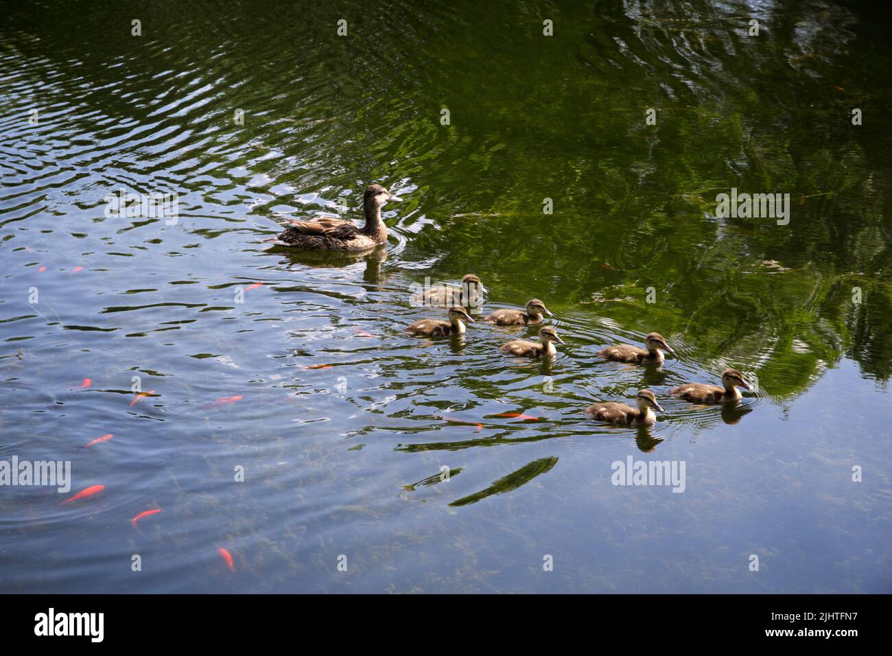 Mother duck swimming with newborn in the pond Stock Photo