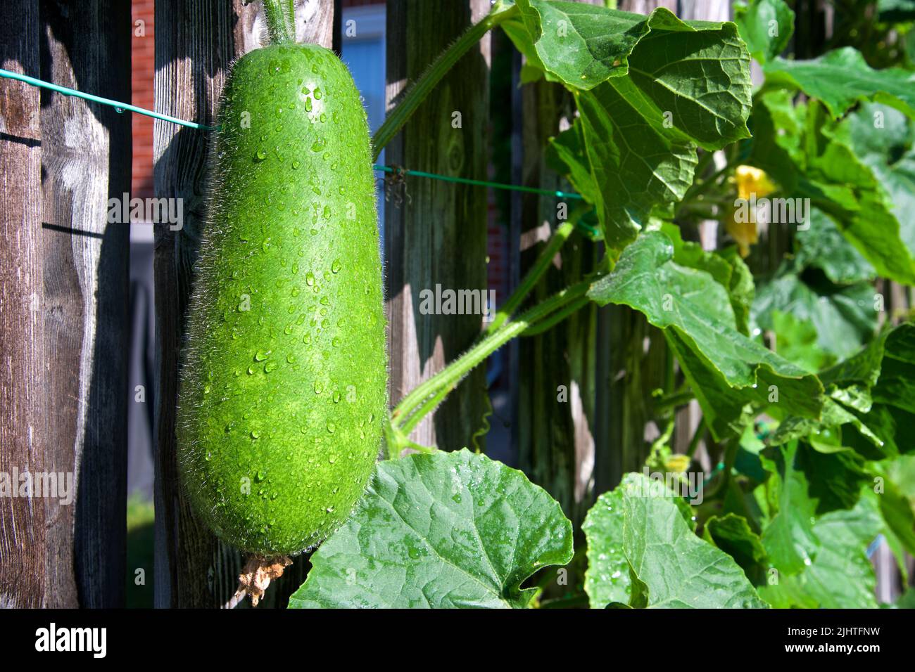 Organic fuzzy melon climbing up the fence, part of an urban gardening project, seen on a sunny summer day Stock Photo