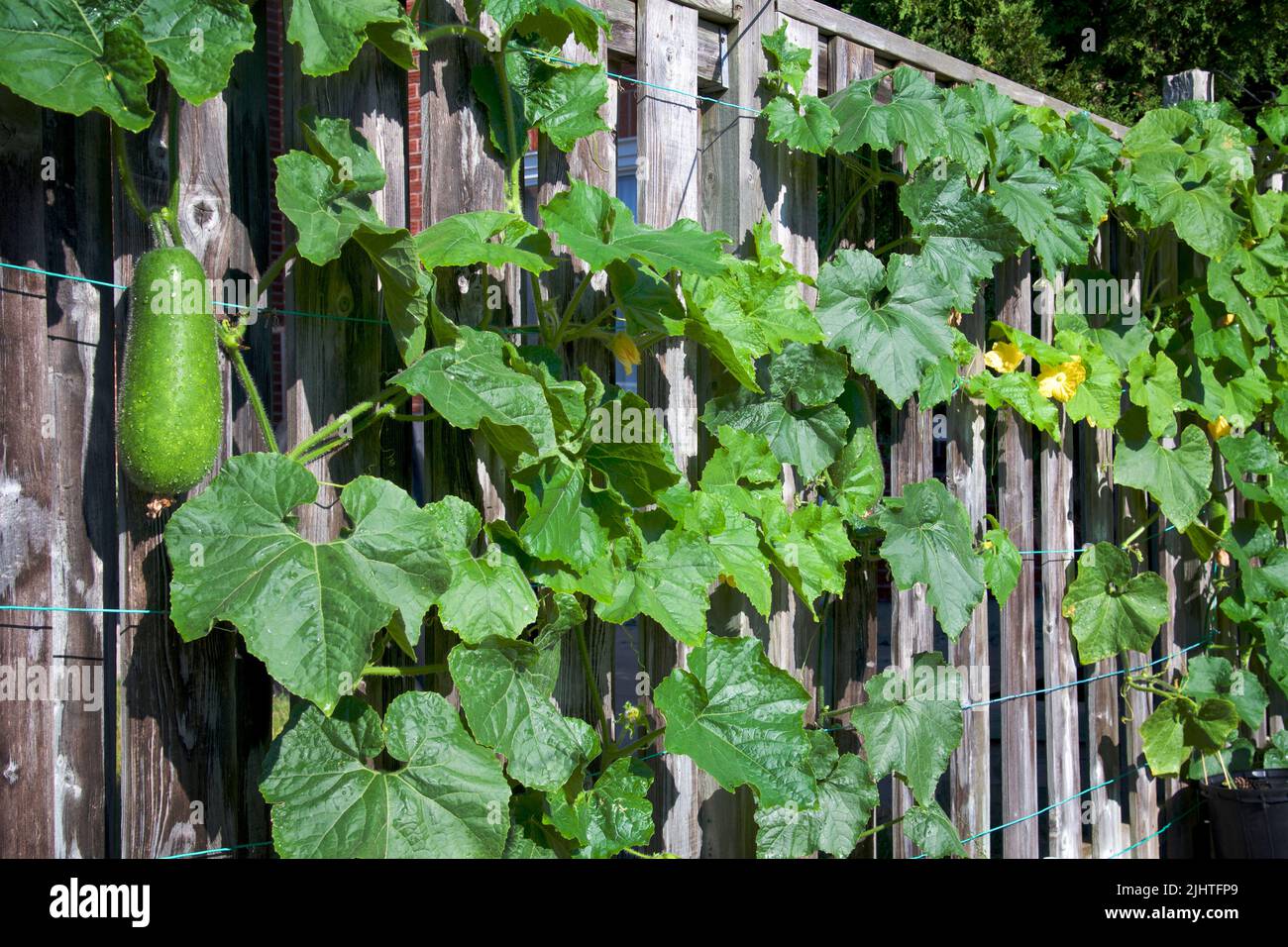 Urban gardening project.  Organic fuzzy melons climbing up the fence Stock Photo