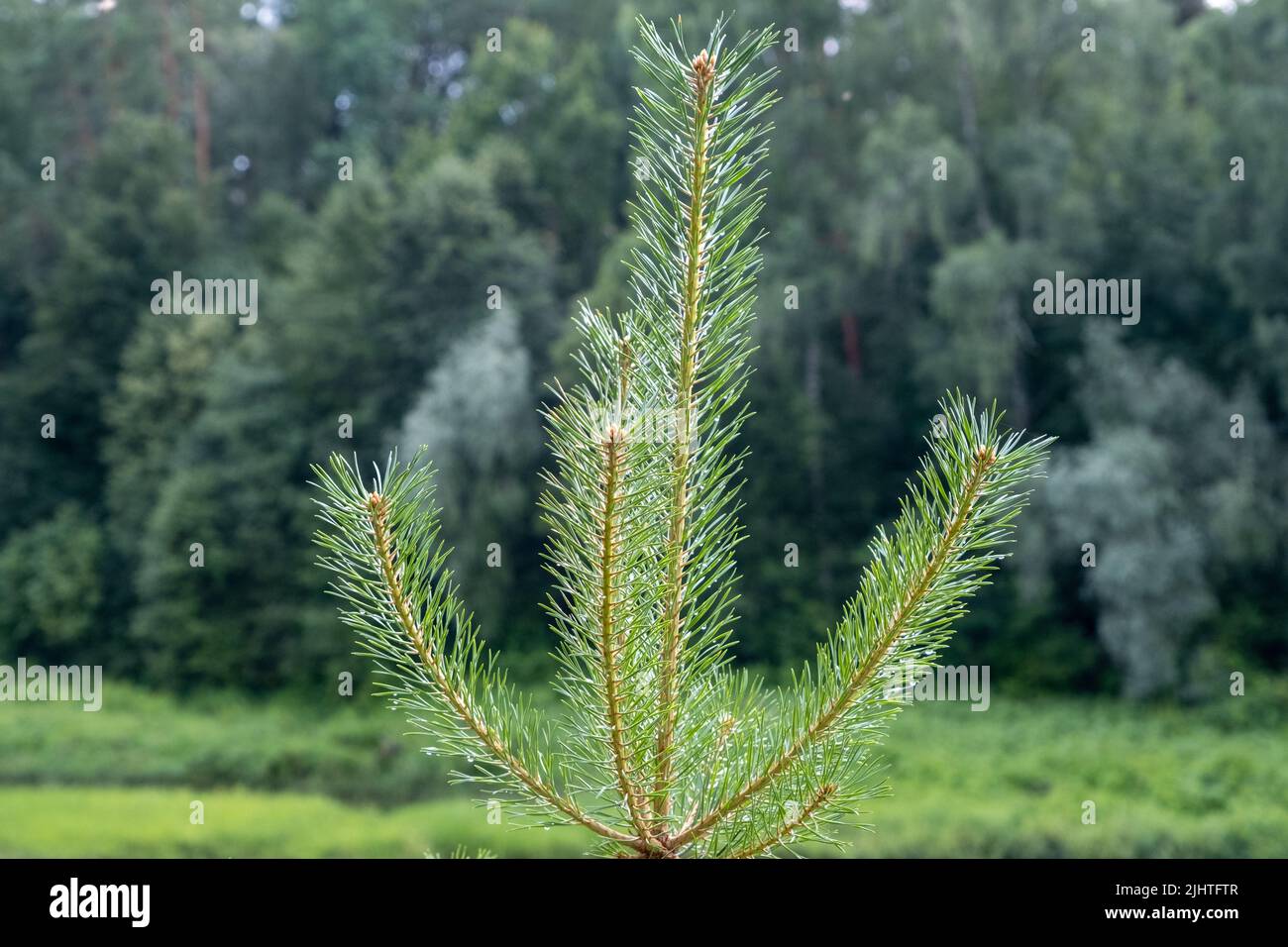 Young pine tree hi-res stock photography and images - Alamy